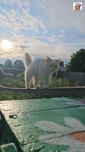 Настюня для Пикселюши зажгла в Небе радугу 🌞🌈😻❤️😽