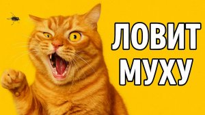 Смех до слёз: лучшие приколы №165