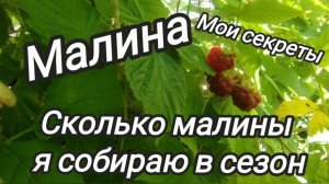 Малина. Сколько малины я собираю в сезон. Мои секреты