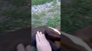 Животные приколы и не только
