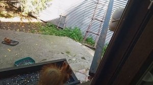 субботний зоопарк