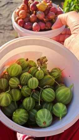 Собрали немного крыжовника!