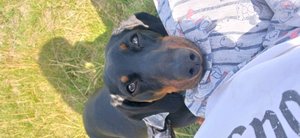 прогулка с роки