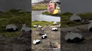 Шпицберген с Виталием Владимировичем Сундаковым!