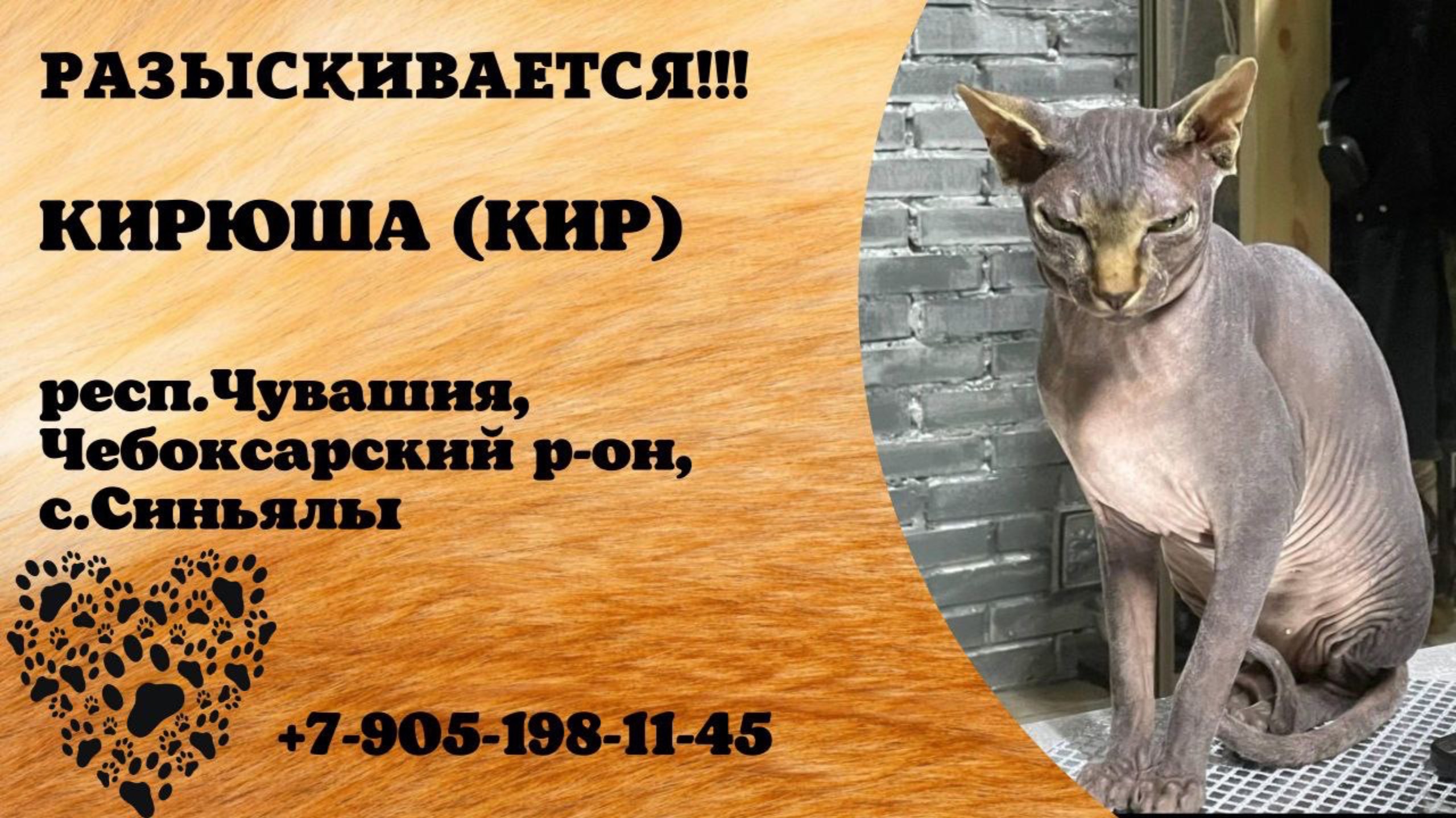 Пропал кот! КИРЮША (КИР). респ.Чувашия, Чебоксарский р-н, с.Синьялы.