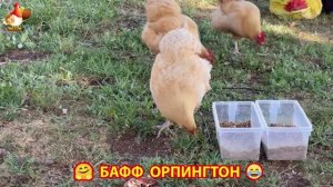 Куры Бафф Орпингтон ласковые золотые несушки❣️🤗😂 (15)