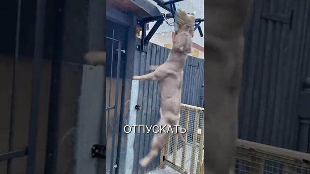Животные приколы и не только