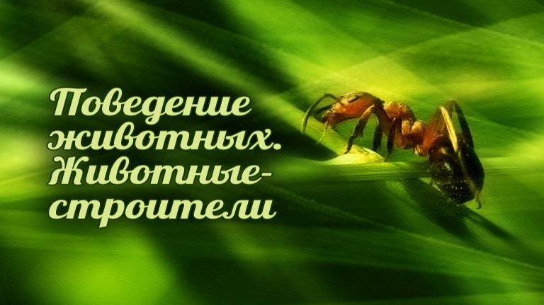 Животные-строители # 1.7. Пауки-строители