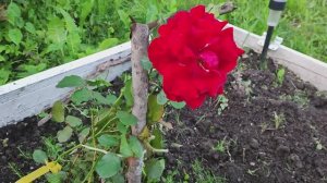 Розы - профилактика от тли.