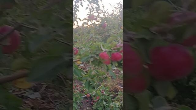 сорт яблони "красная раннее"