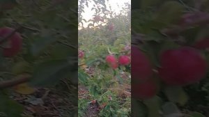 сорт яблони "красная раннее"