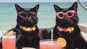 Кто сказал, что коты не умеют говорить? 😼