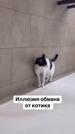 Иллюзия