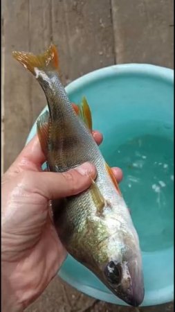 Реплика воблера Малас (LJ Malas) работает! 🐟