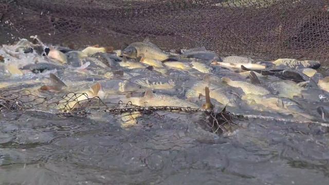 Запуск карпа смотреть онлайн