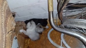 Котятки играют