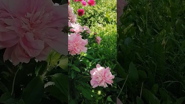 VID_20250616_124049.mp4