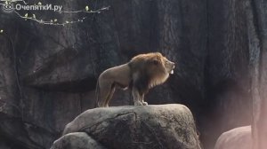 красавец