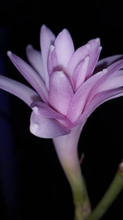 Agave amica