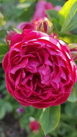 Лето.Дача.Розы😍 #flowers #roses #summer #countryhouse #цветы #дачнаяжизнь #выходные #nature
