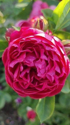 Лето.Дача.Розы😍 #flowers #roses #summer #countryhouse #цветы #дачнаяжизнь #выходные #nature