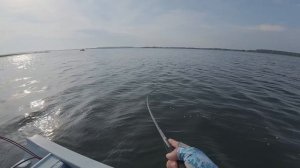 Краевые соревнования по ловле спиннингом с лодок 14-15 июня 2025г. оз.Уткуль