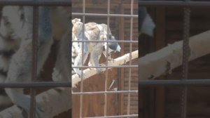 Ижевский зоопарк — место, куда хочется возвращаться. 11.06.2025 #зоопаркудмуртии 
#ижевскийзоопарк