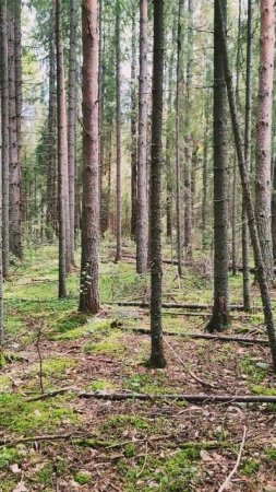 Кукушка кукует в лесу на природе #природа #лес #лето
