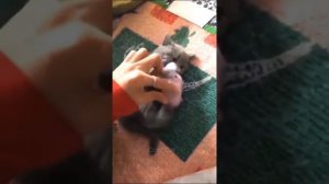 Животные приколы и не только