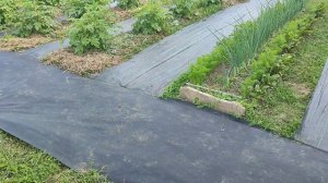 Облагораживаю участок у колодца