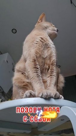 Позвони кота с собой #смешнойкот
