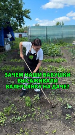 Зачем наши бабушки высаживали валерьянку на даче?
