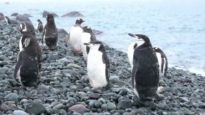 Tyler ICU & Tumelo.za - Mnike  ft. DJ Maphorisa, Nandipha808, Ceeka RSA & Tyron Dee