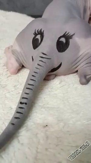 mamontenok