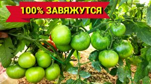 ТОМАТЫ ЗАВЯЖУТСЯ ВСЕ. Простое и дешёвое средство для завязывания плодов.