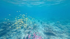 ДИАНА И РОМА - Диана и Рома Путешествие на Мальдивы