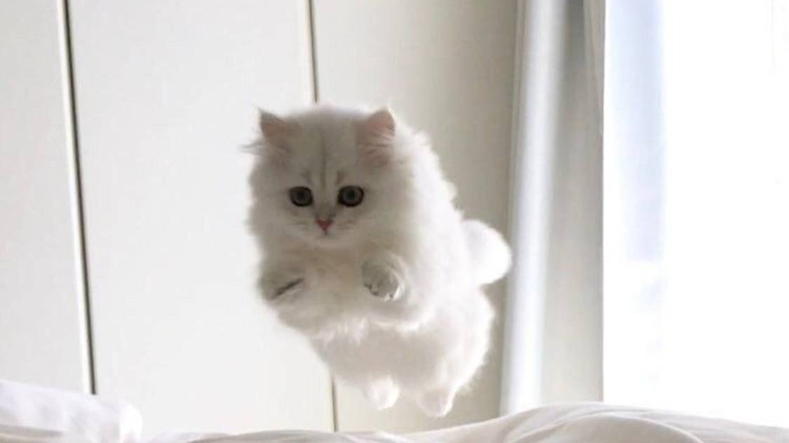Феликс злой на мою сестру Таню)(；′⌒`)Весёлые котики от канала: Милашка котяшка!
E