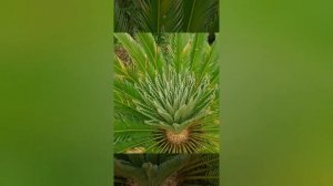 Месяц из жизни саговника в 2025 году.