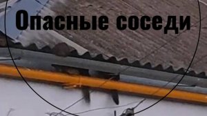 Опасные соседи.