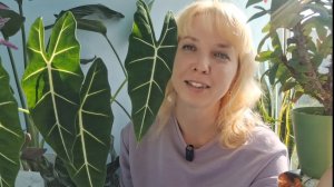 Новые кашпо для фитильного полива с Озон