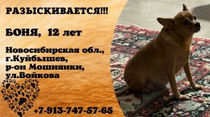 Пропала собака! БОНЯ, 12 лет. Новосибирская обл., г.Куйбышев.