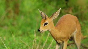 MACAN, MONA - Город дорог