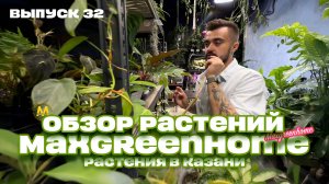 Обзор. Комнатные/горшечные растения и букеты в Казани. Выпуск 32