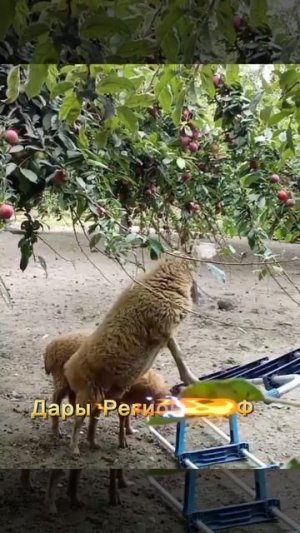 Барашки кушают сливу
