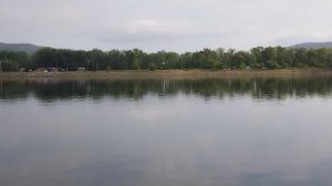 Птички