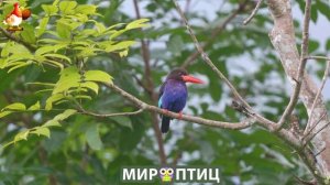 Мир птиц – красота и грация пернатых созданий Природы 🦩🦚🦜 Выпуск (274) 🦉🐦🐤