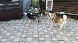 Дневной дозор