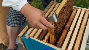 БИТВА ПОРОД. Кордован-магазин, гнездо.