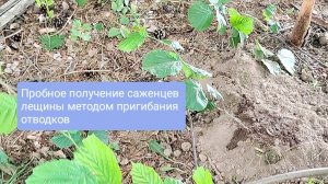 Пробное получение саженцев дикого фундука (лещины) методом пригибания отводков