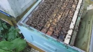 пчела Элгон на ячейке 4,9 мм - подставляю белково дрожжевую подкормку в отводки , 3.06.2025
